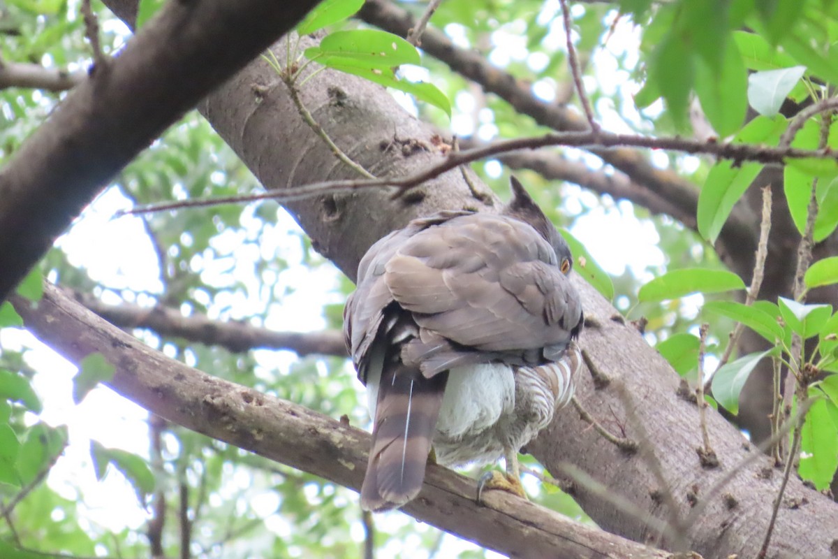 Crested Goshawk - ML646155200