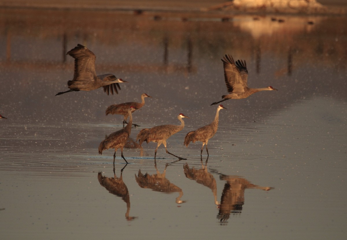 Sandhill Crane - ML646155202