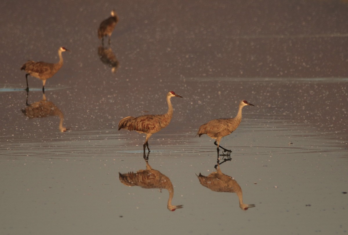 Sandhill Crane - ML646155204
