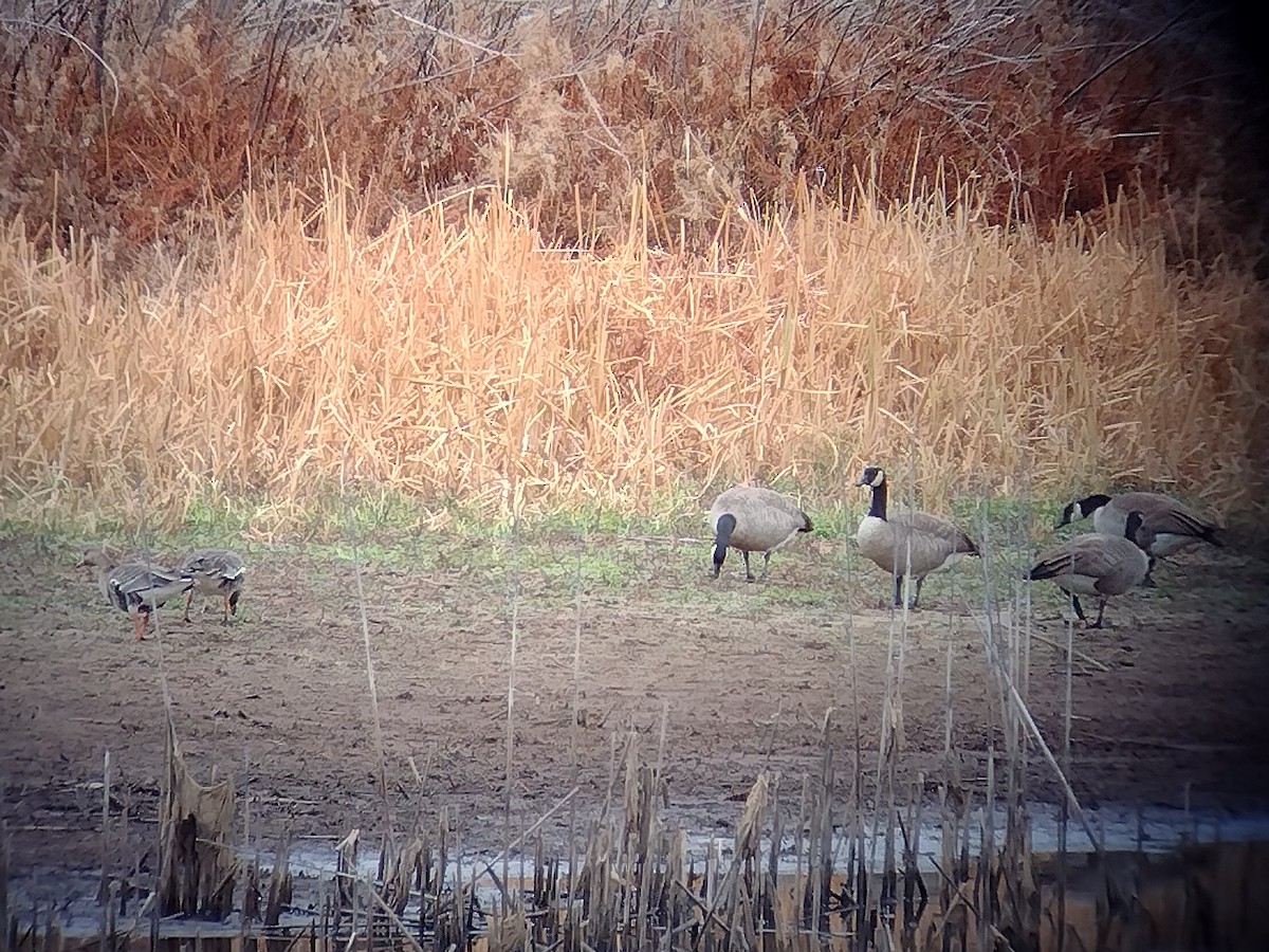 Greater White-fronted Goose - ML646155205