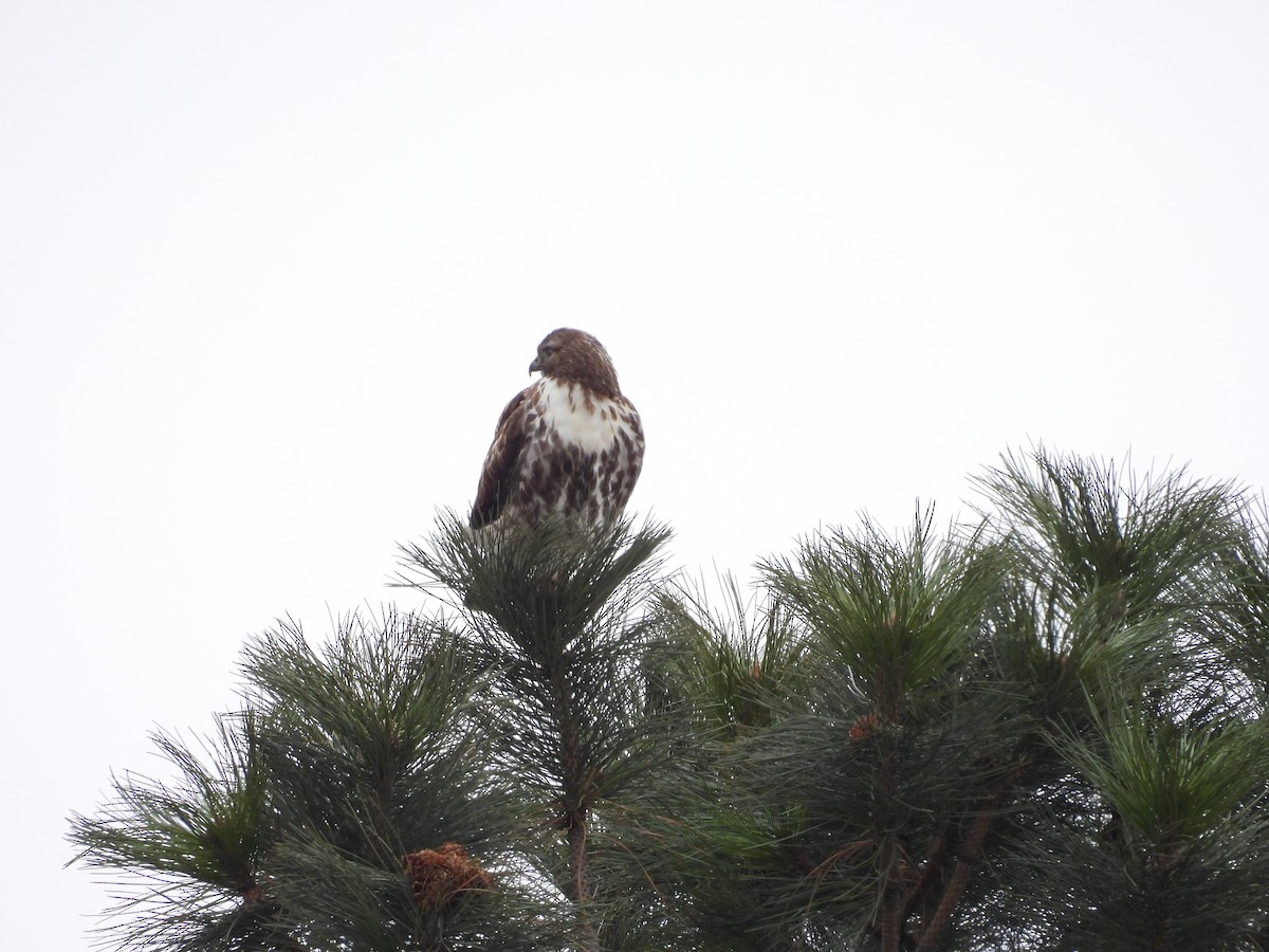 Red-tailed Hawk (Harlan's) - ML646155206