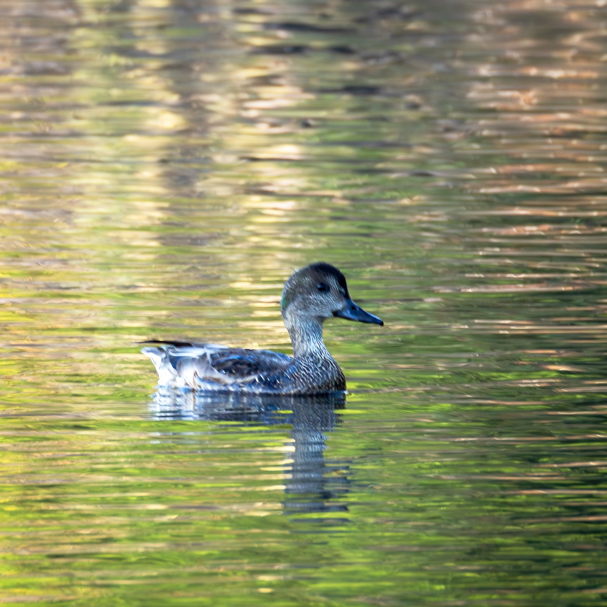 Falcated Duck - ML646155207