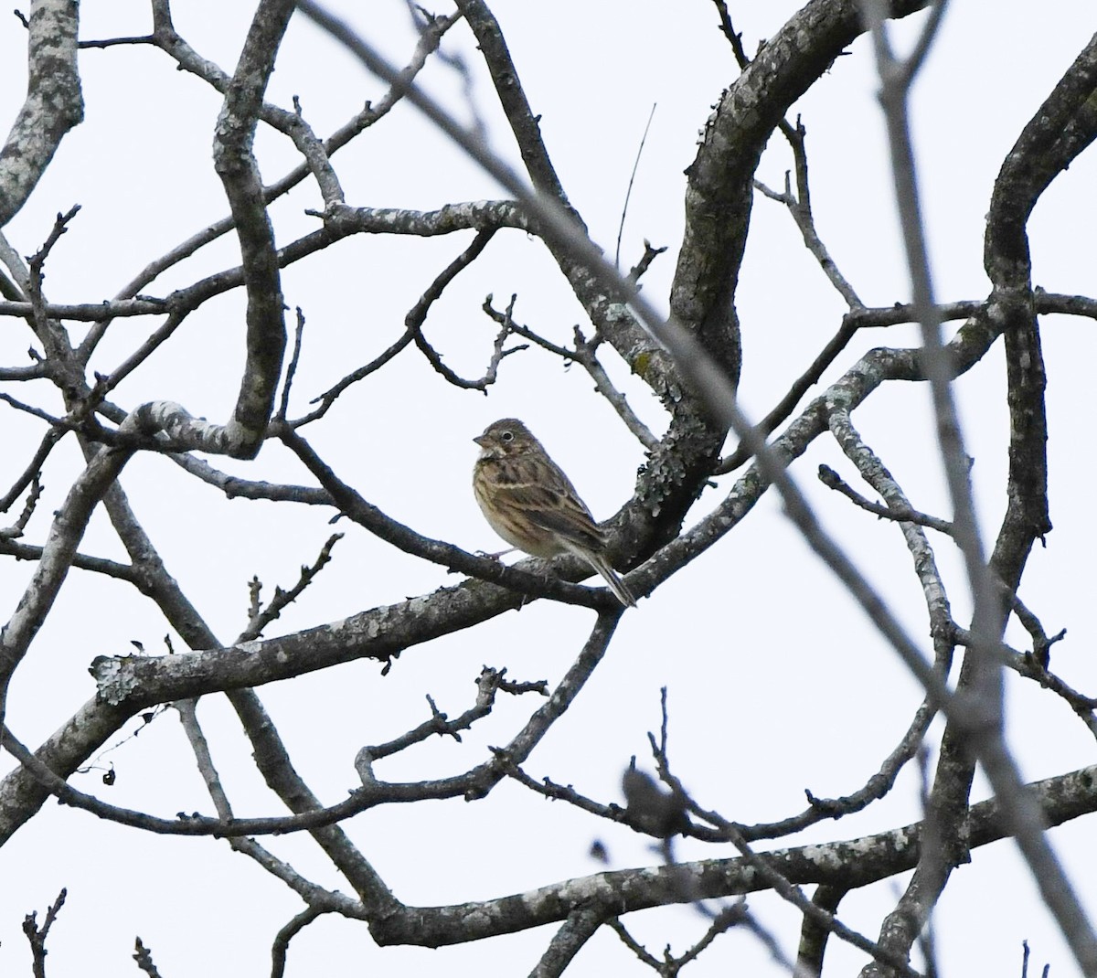 Vesper Sparrow - ML646155208