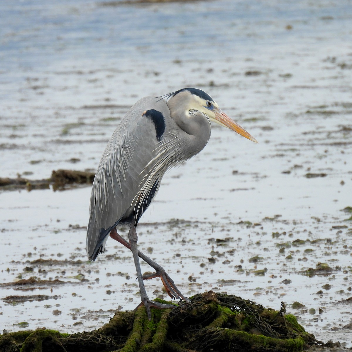Great Blue Heron - ML646155209