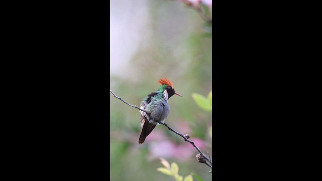 Frilled Coquette - ML646155210