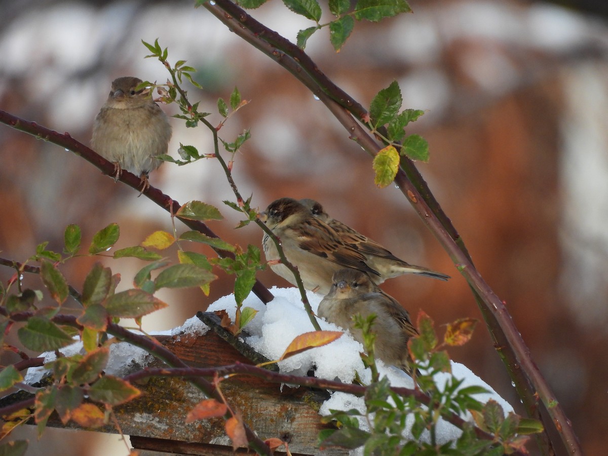 House Sparrow - ML646155211