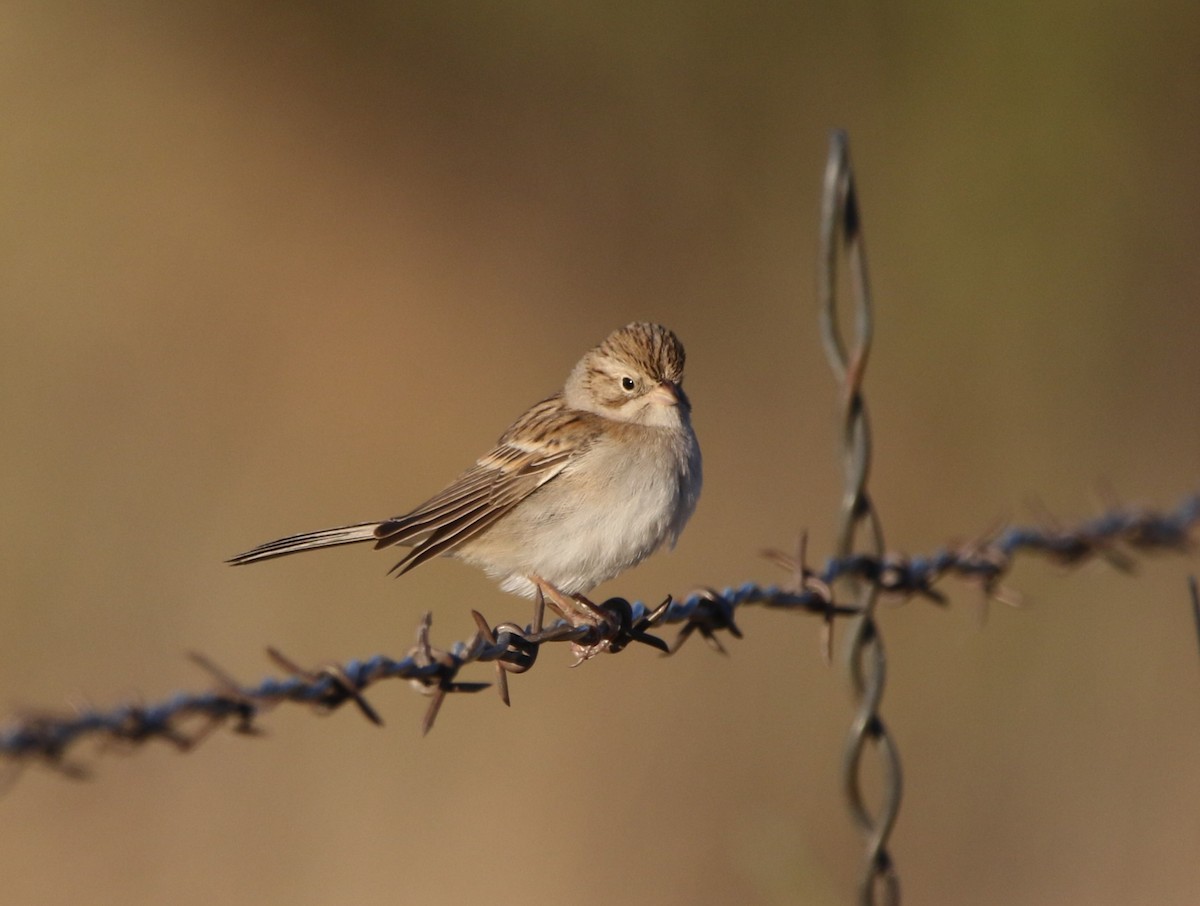 Brewer's Sparrow - ML646155212