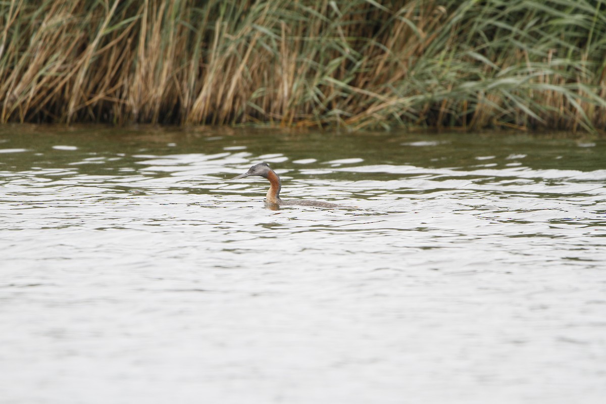 Great Grebe - ML646155213