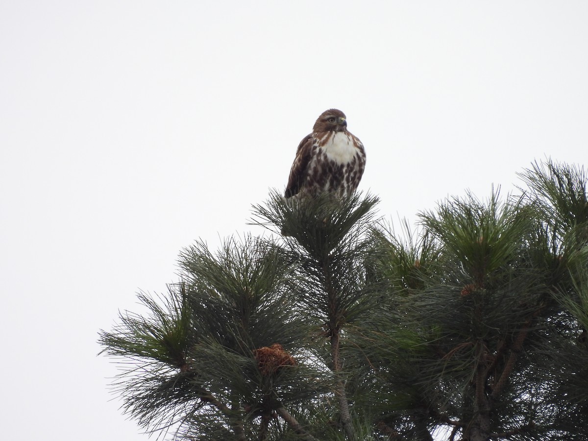Red-tailed Hawk (Harlan's) - ML646155214