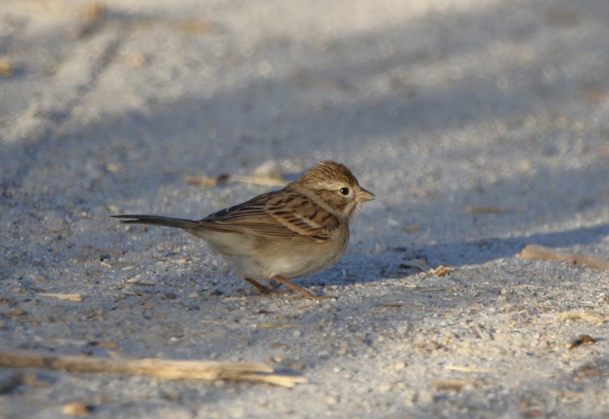 Brewer's Sparrow - ML646155215