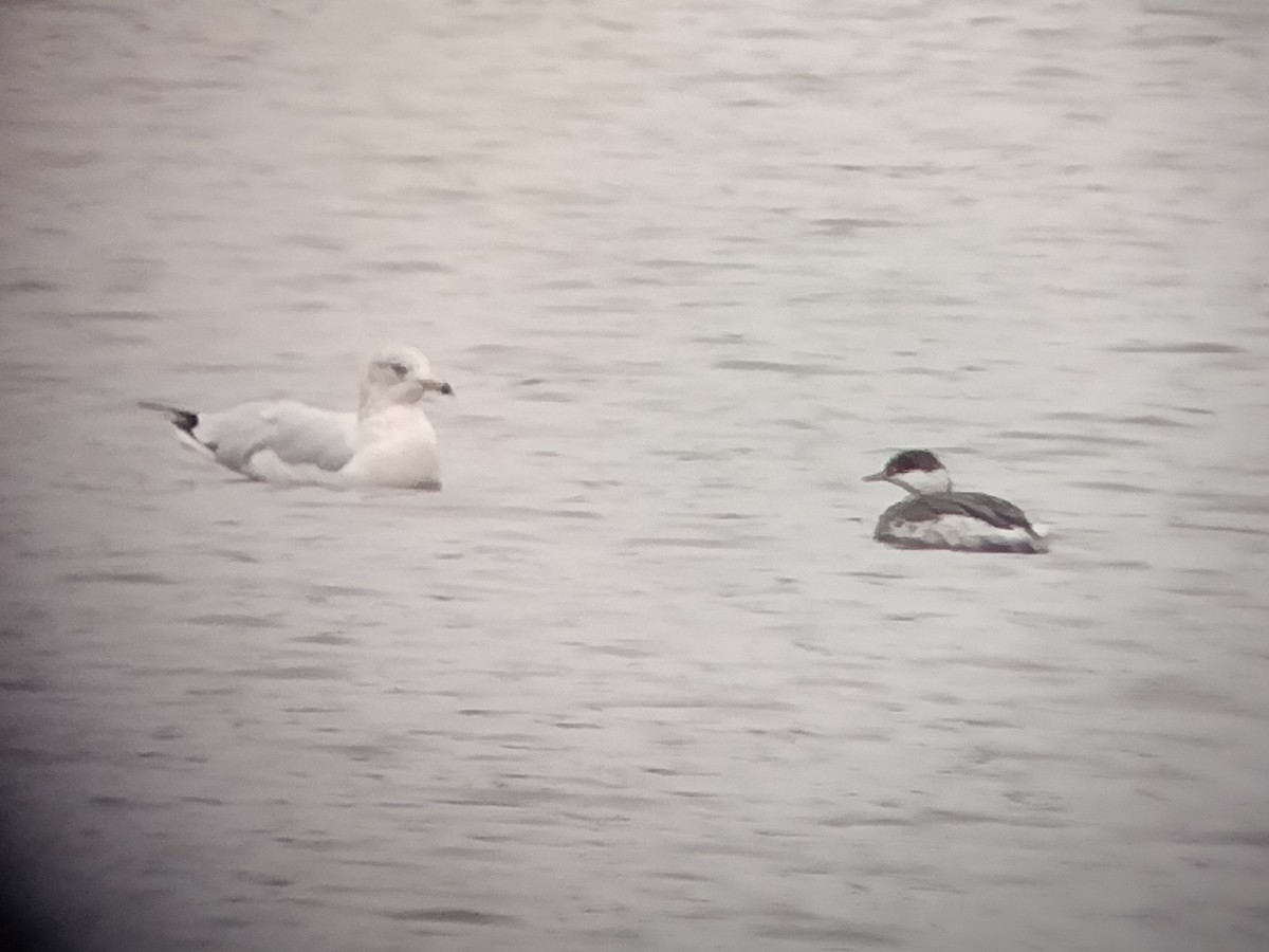 Horned Grebe - ML646155216
