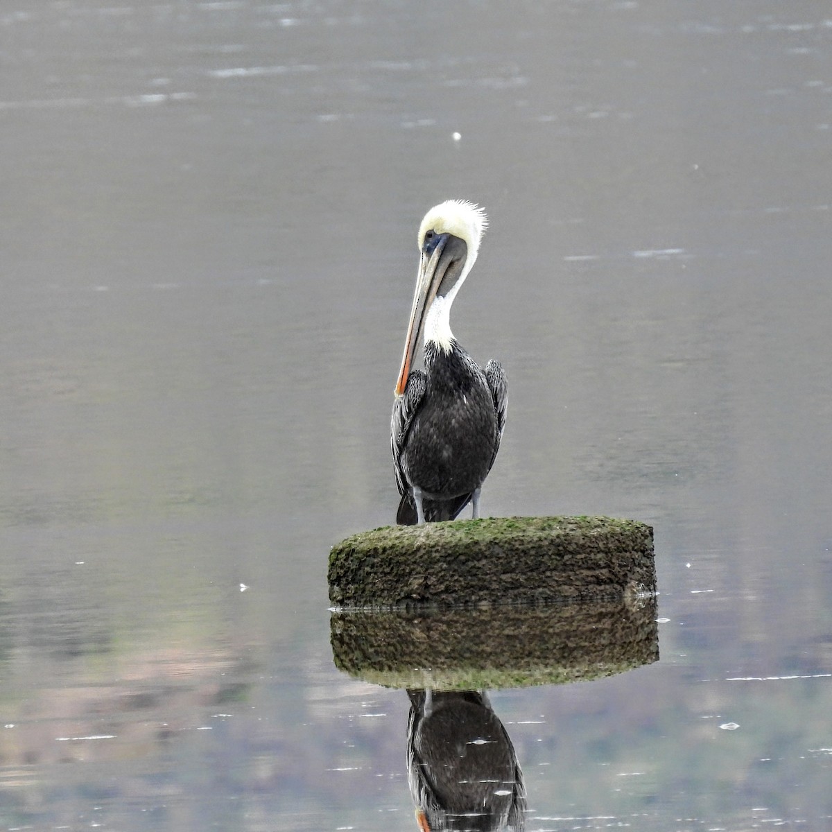 Brown Pelican - ML646155217