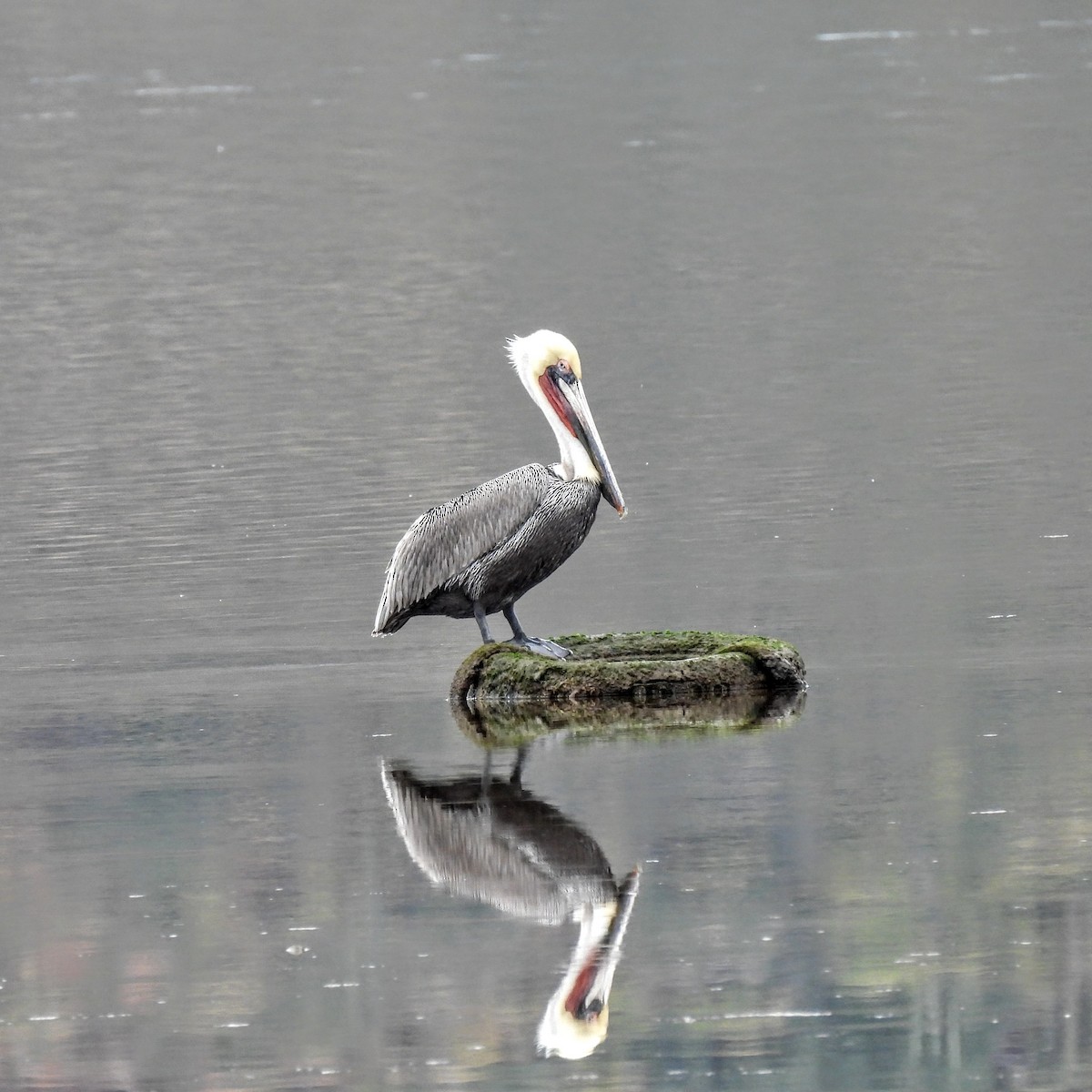 Brown Pelican - ML646155218
