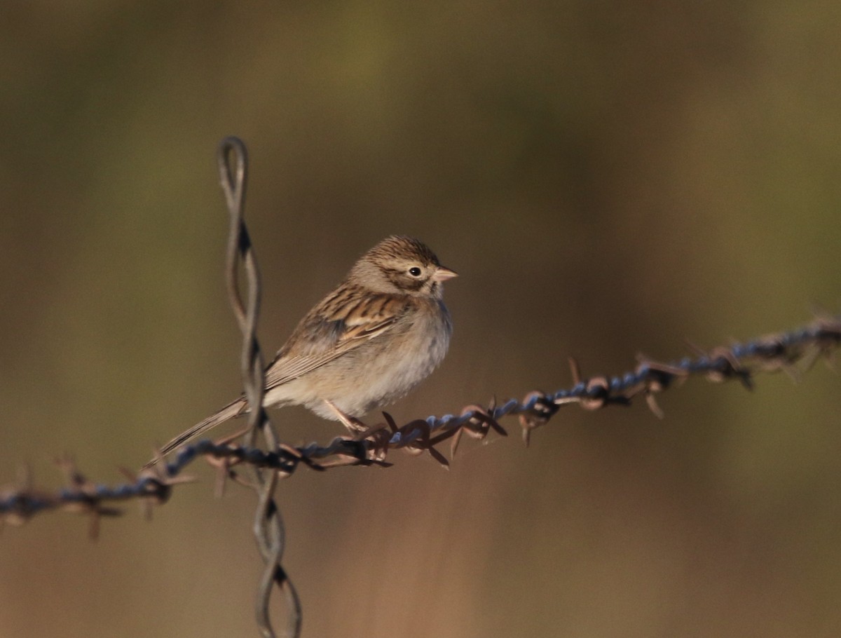 Brewer's Sparrow - ML646155220