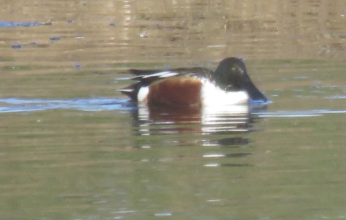 Northern Shoveler - ML646155222