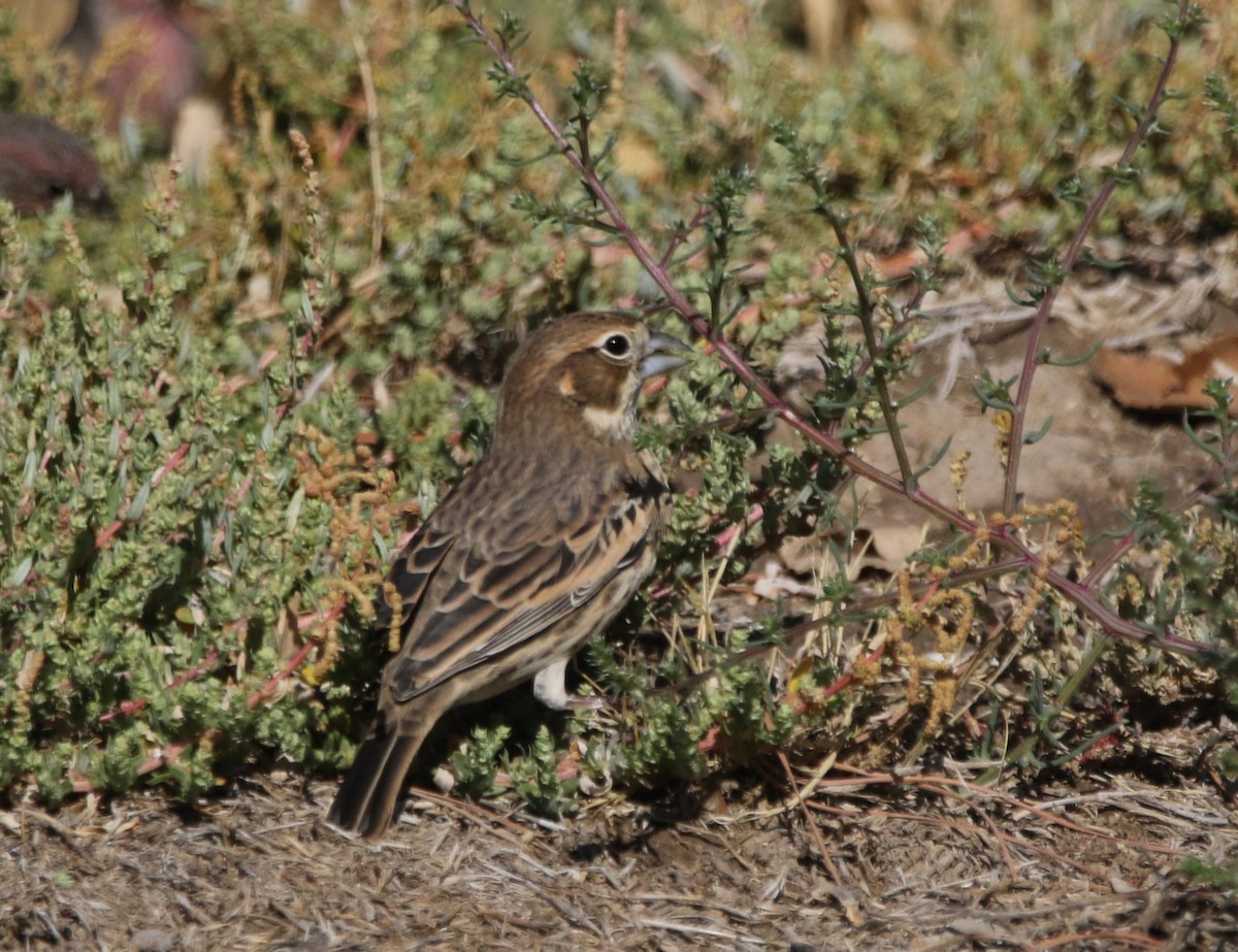 Lark Bunting - ML646155223