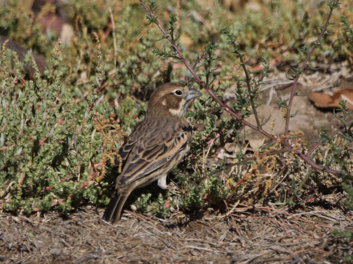 Lark Bunting - ML646155224