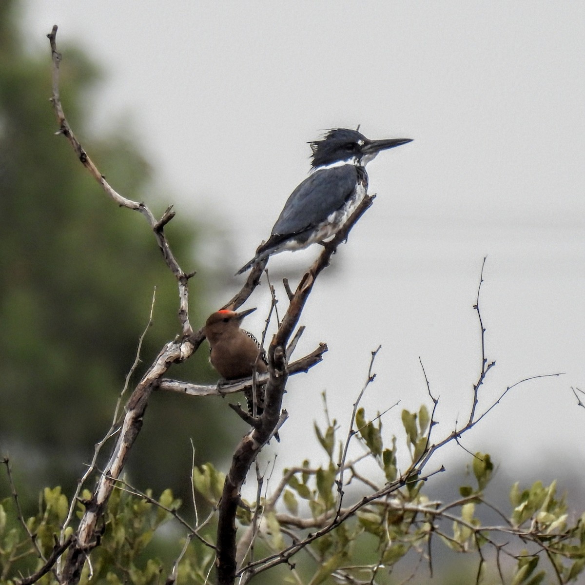 Belted Kingfisher - ML646155225