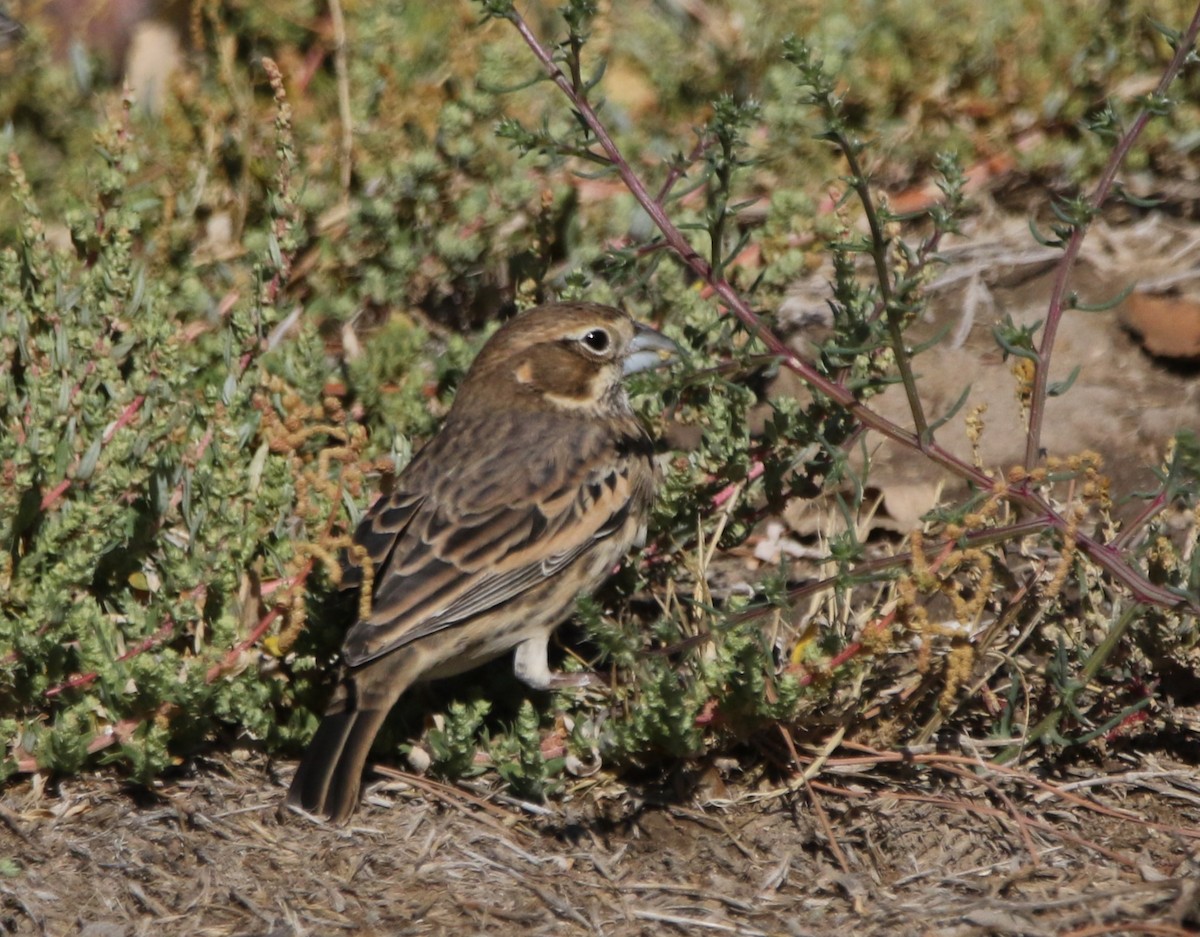 Lark Bunting - ML646155226