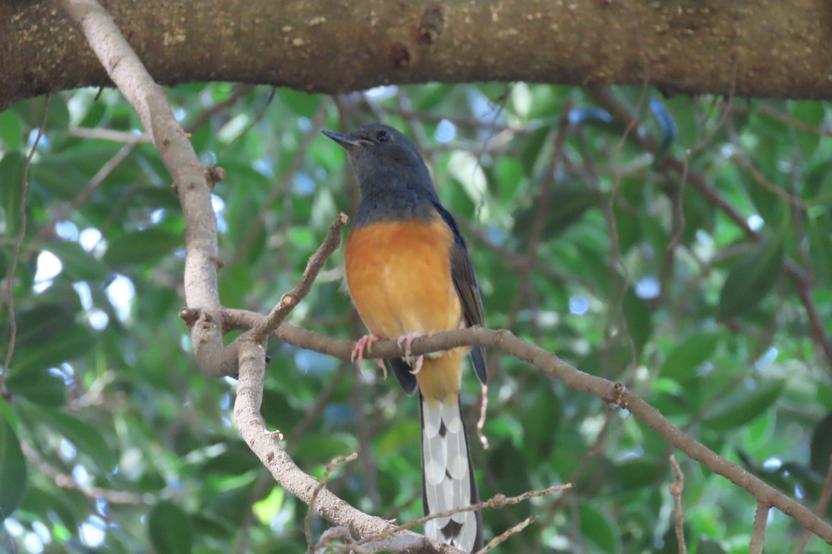 White-rumped Shama - ML646155227