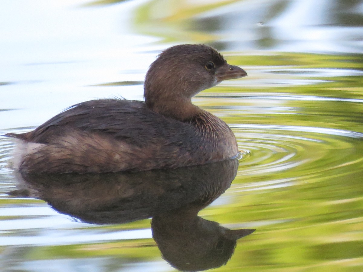 Pied-billed Grebe - ML646155228