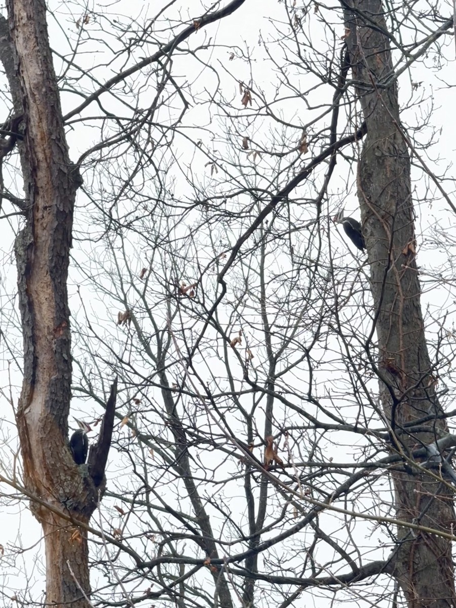 Pileated Woodpecker - ML646155230