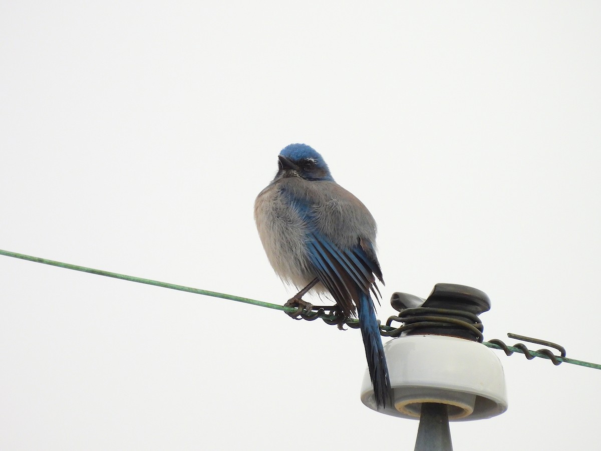 Woodhouse's Scrub-Jay - ML646155232