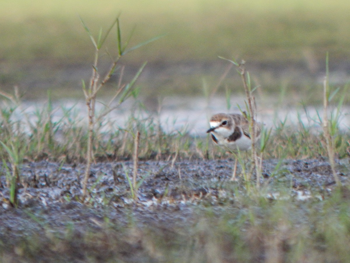 Collared Plover - ML646155237
