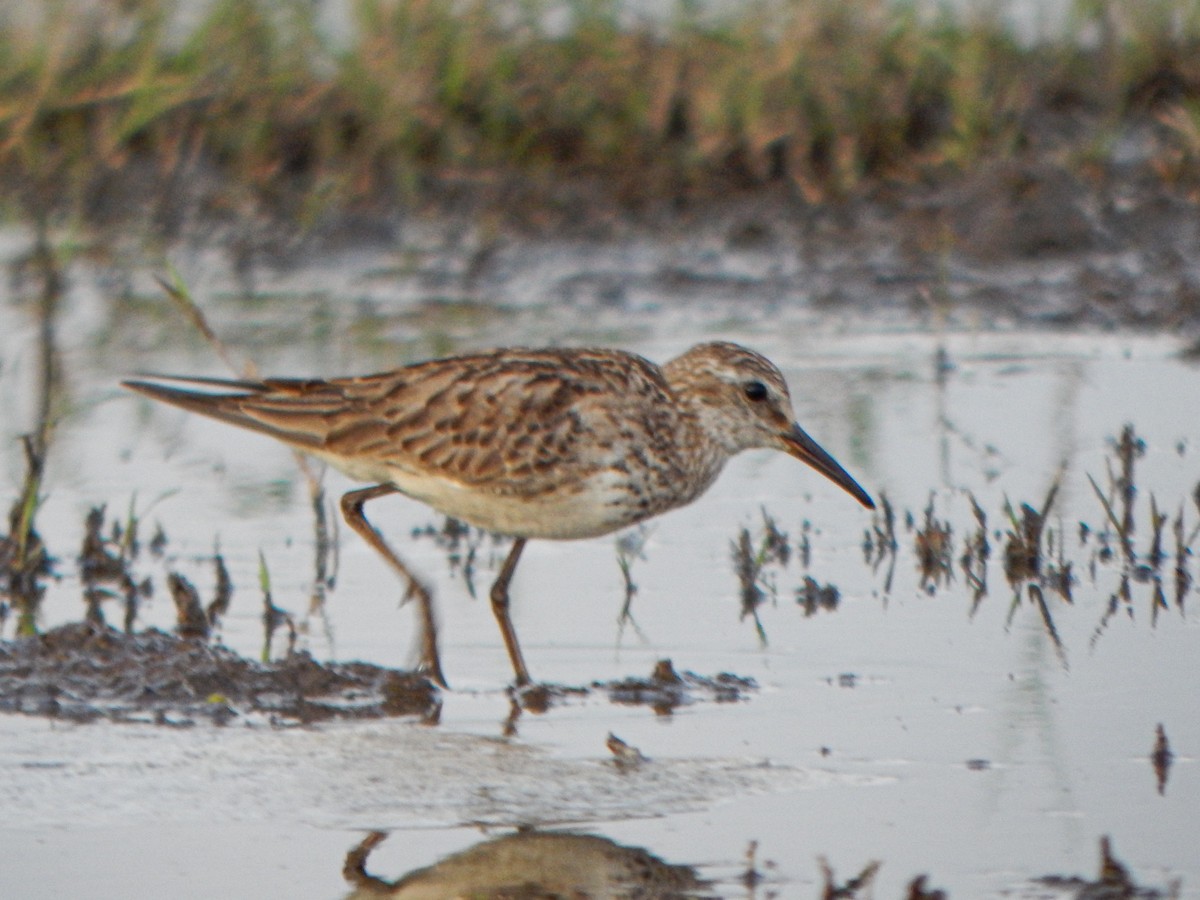 コシジロウズラシギ - ML646155243