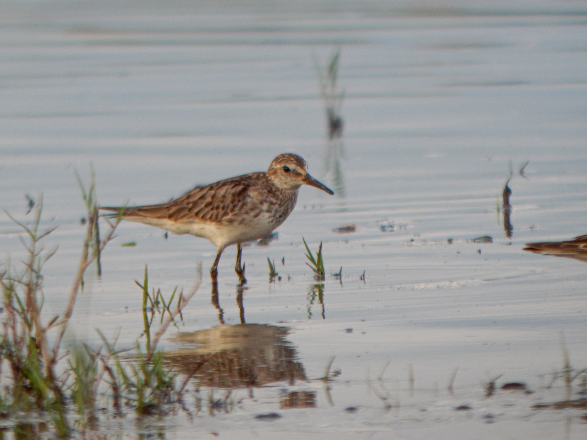 コシジロウズラシギ - ML646155244