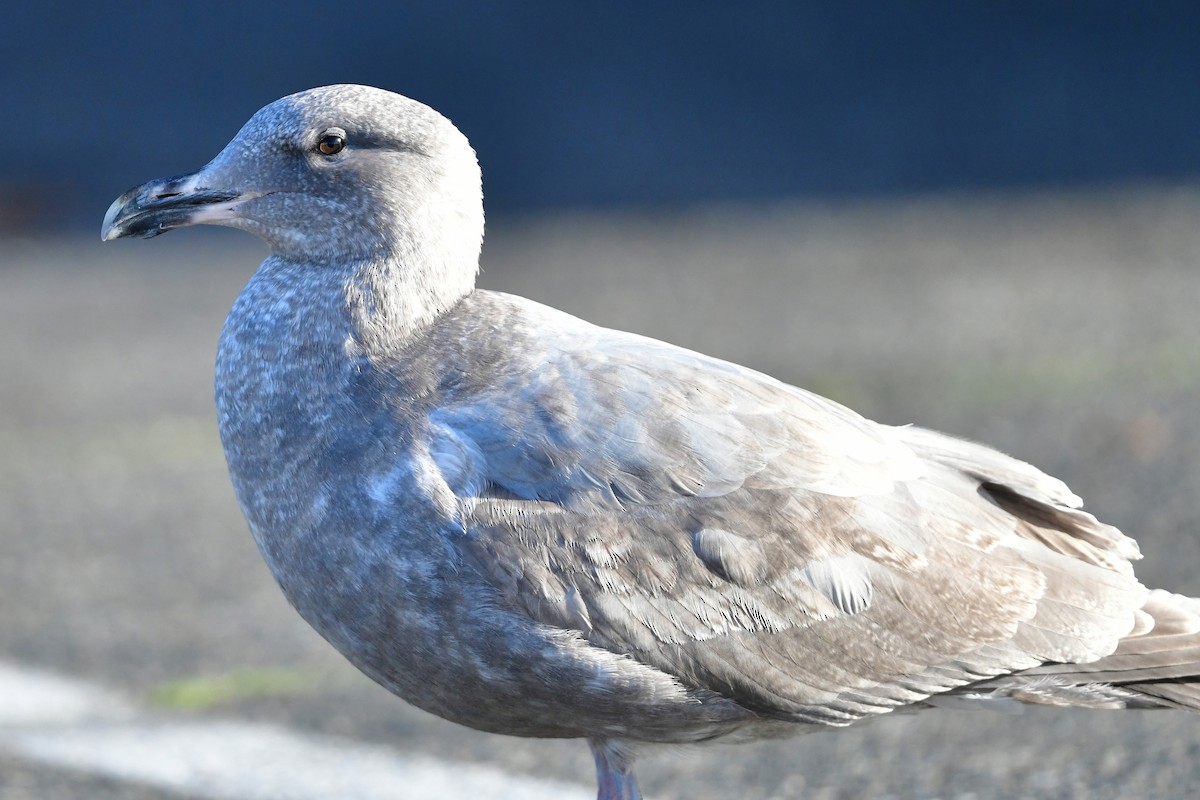 Glaucous-winged Gull - ML646155246