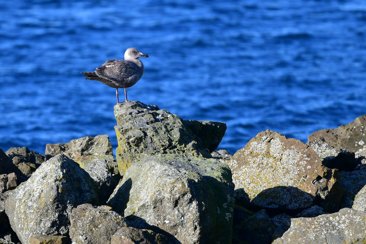 Glaucous-winged Gull - ML646155255