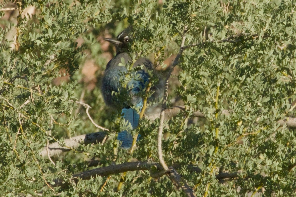 Steller's Jay (Southwest Interior) - ML646155267