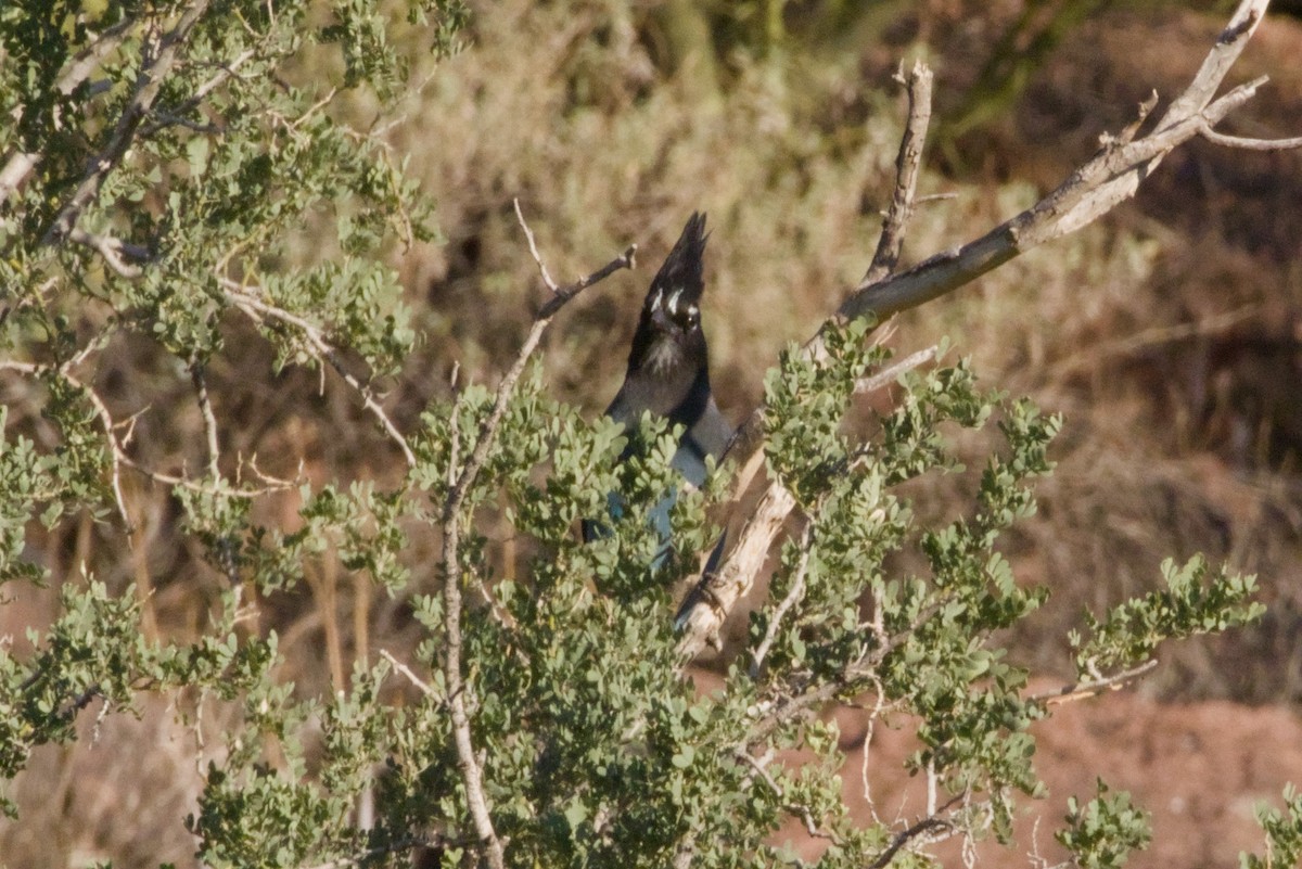 Steller's Jay (Southwest Interior) - ML646155268