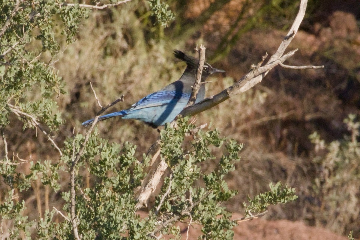 Steller's Jay (Southwest Interior) - ML646155269