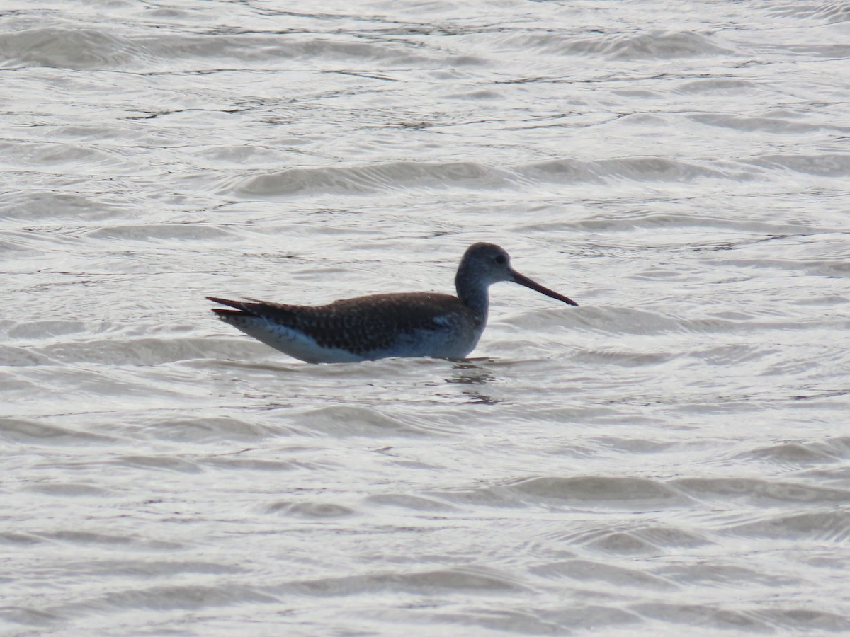 Tüpfelgelbschenkel - ML646155274