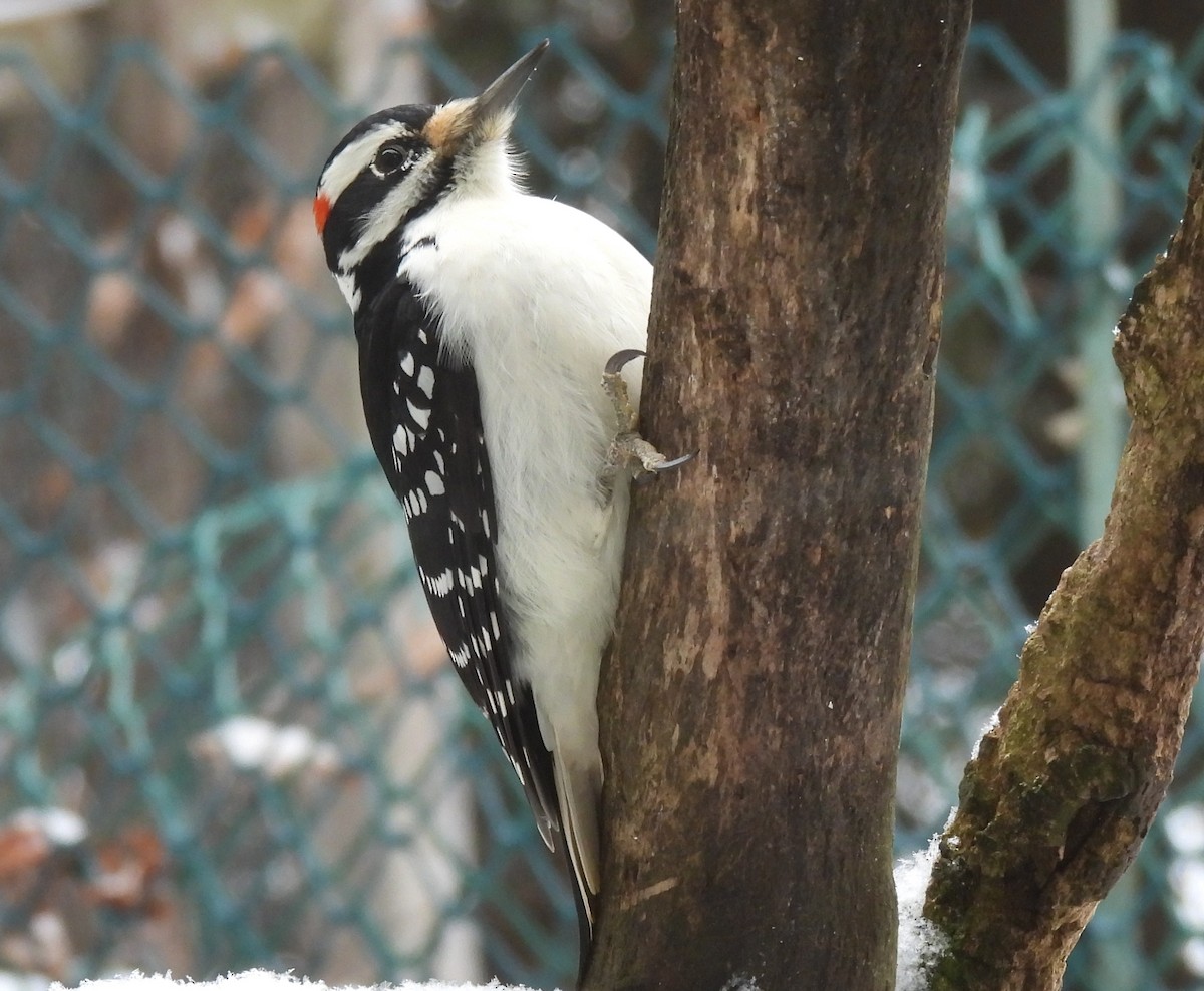 Hairy Woodpecker - ML646155285