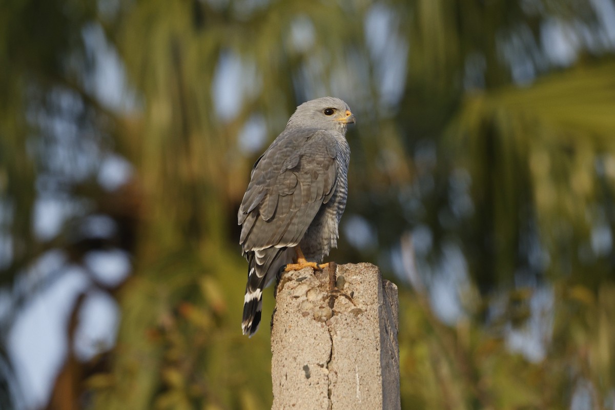 Gray Hawk - ML646155288