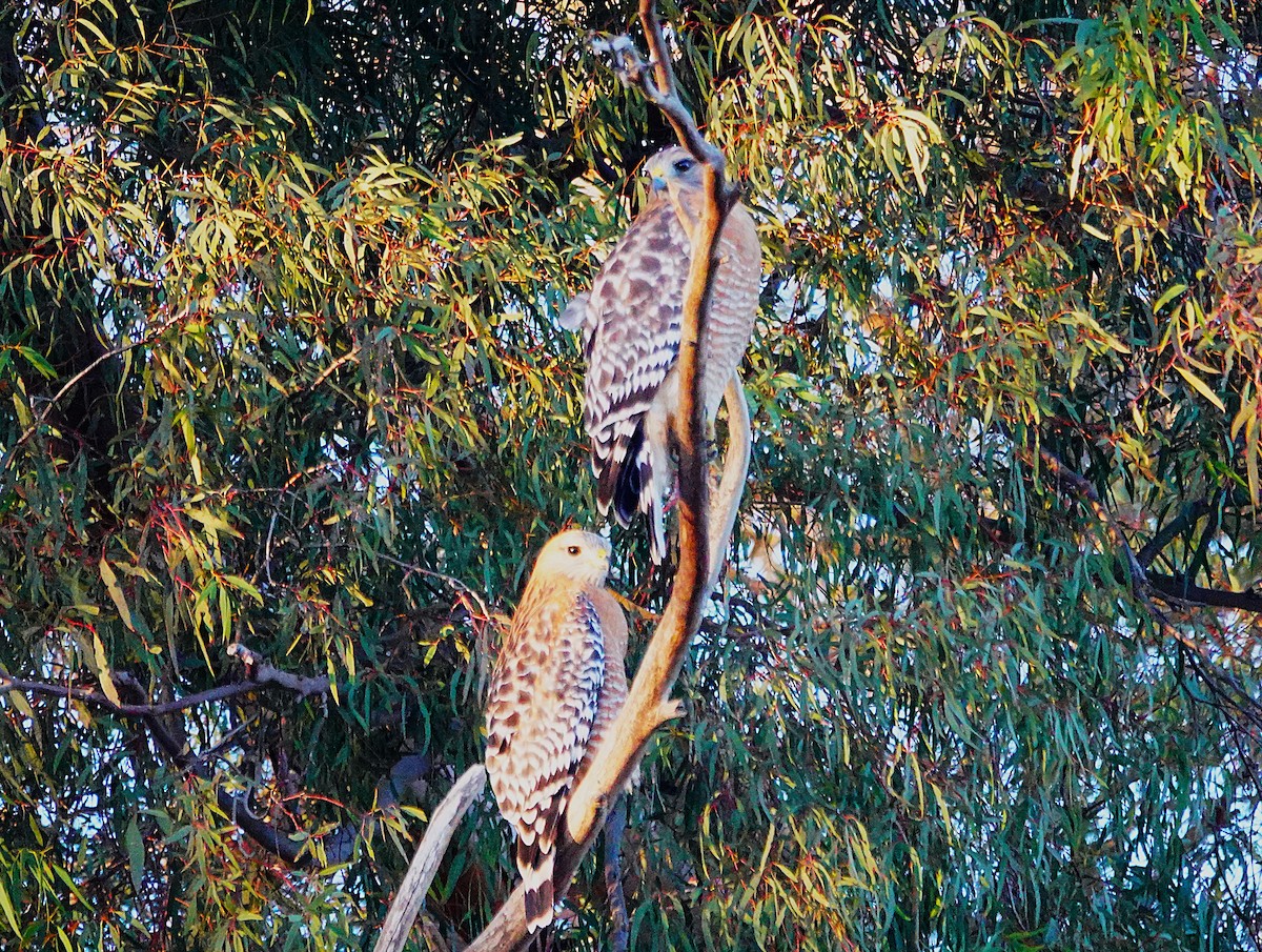 Red-shouldered Hawk - ML646155289