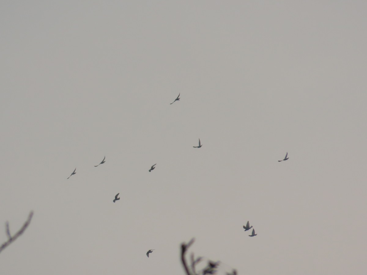 holub skalní (domácí) - ML646155293