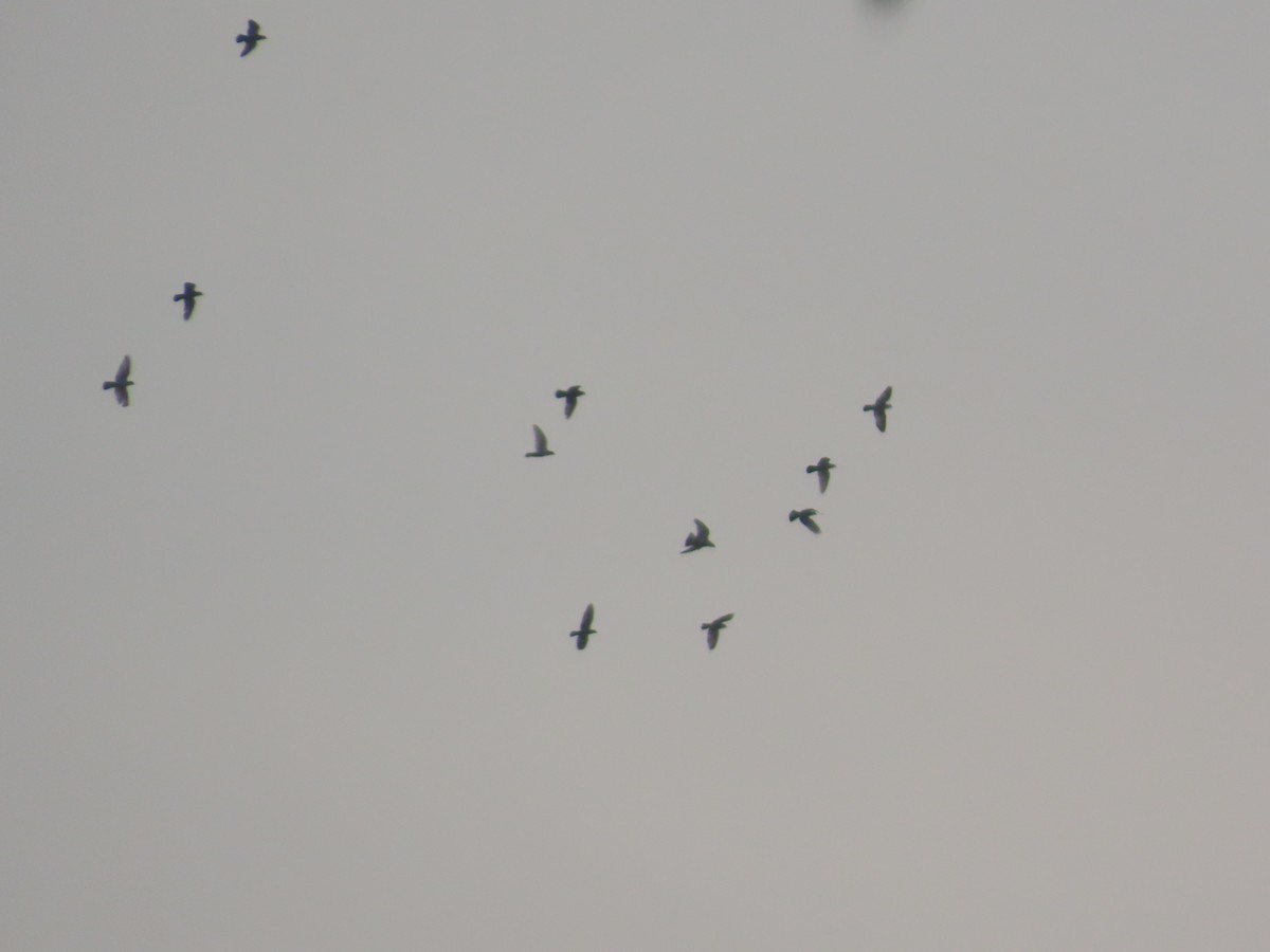 holub skalní (domácí) - ML646155294