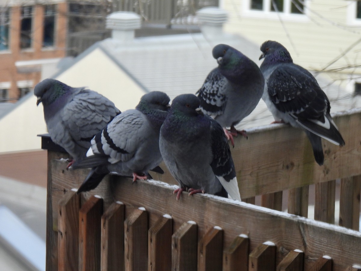 holub skalní (domácí) - ML646155302