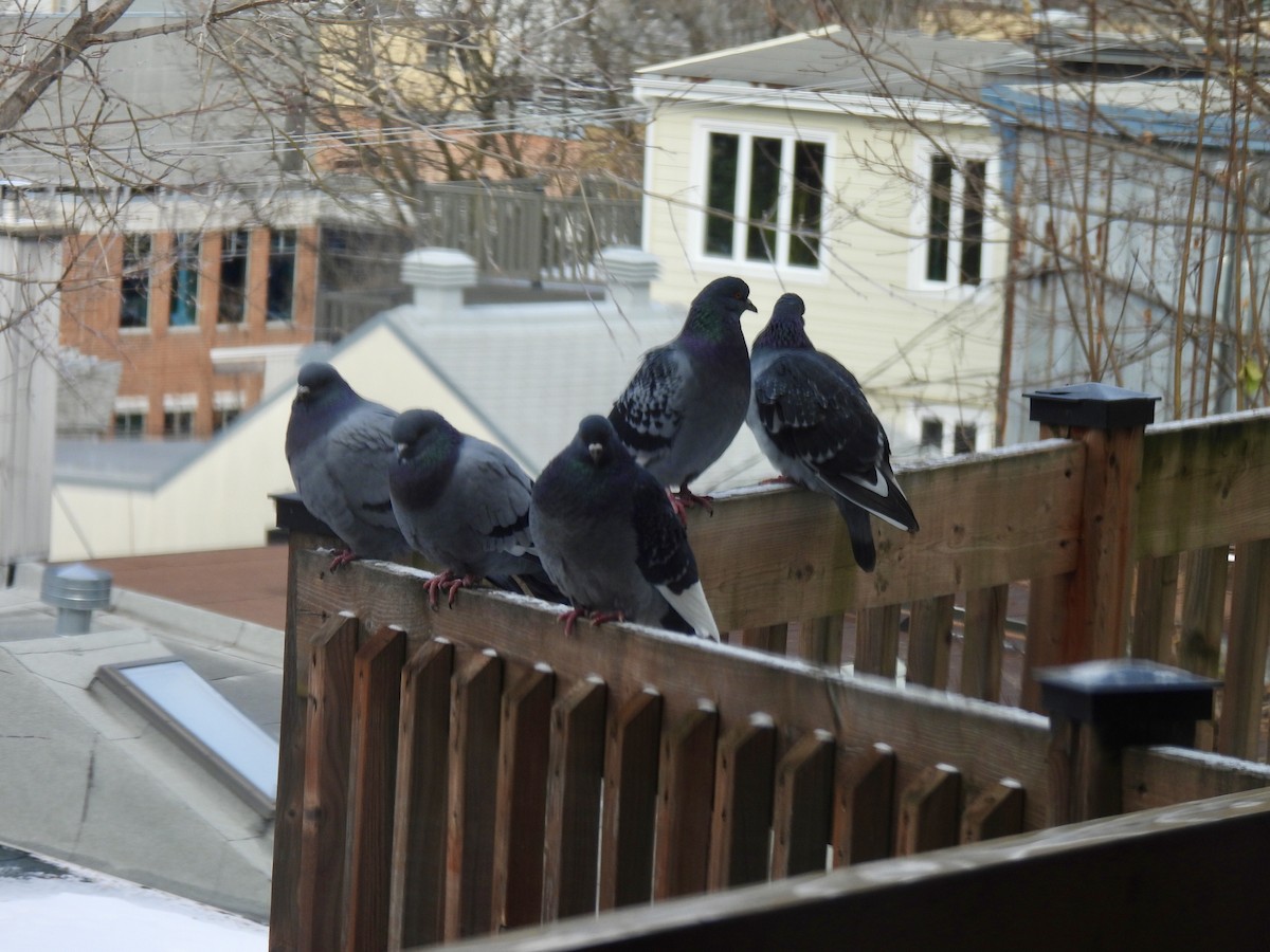 holub skalní (domácí) - ML646155303