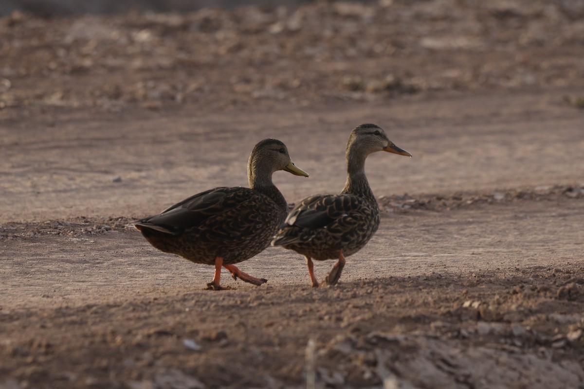 Mexican Duck - ML646155305