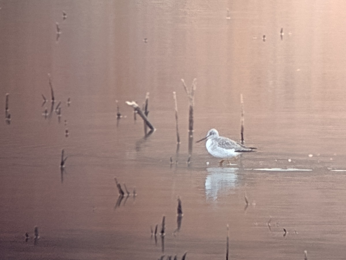 Tüpfelgelbschenkel - ML646155306