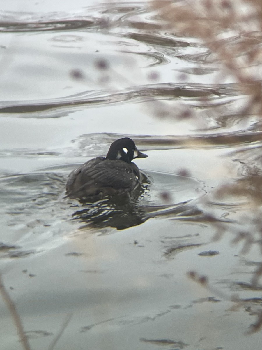 Harlequin Duck - ML646155309