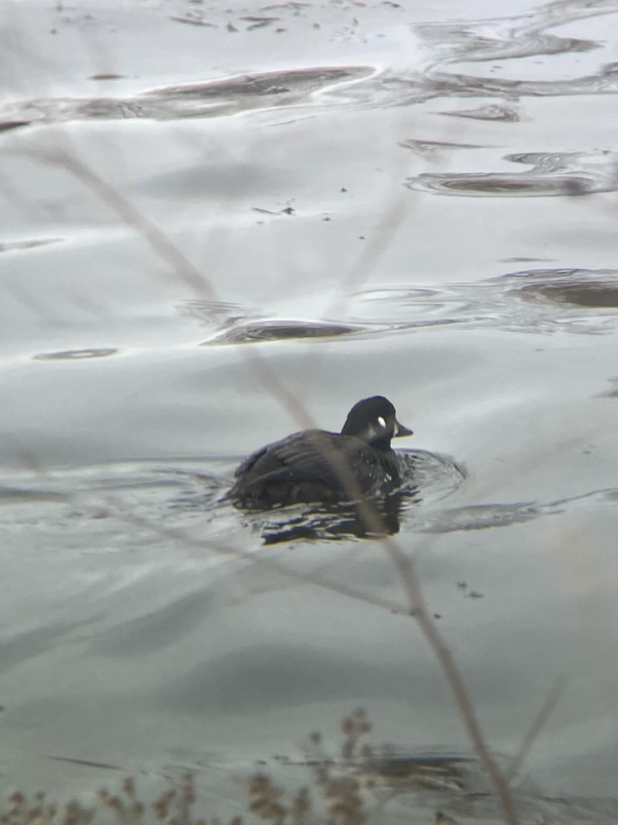 Harlequin Duck - ML646155310