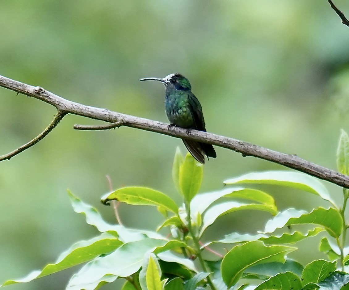 Lesser Violetear - ML646155315