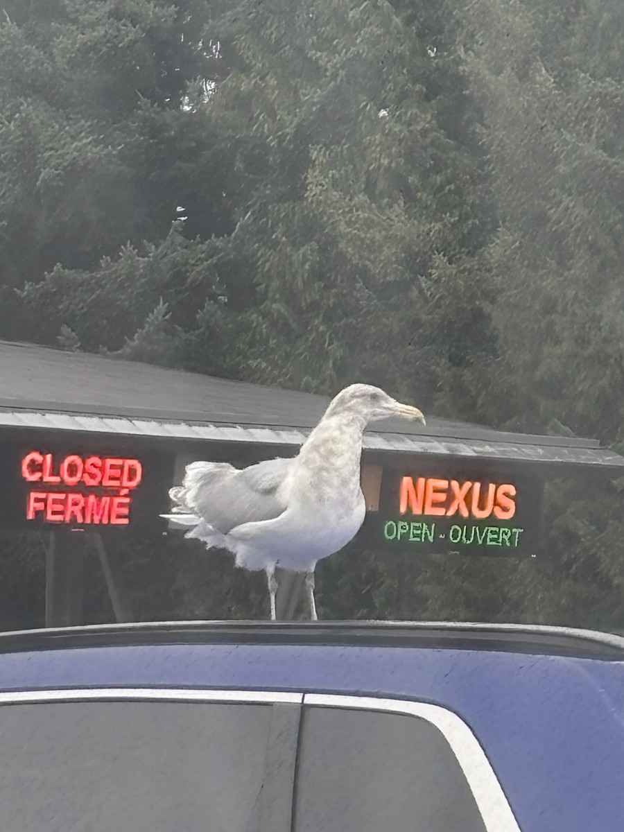 Glaucous-winged Gull - ML646155317