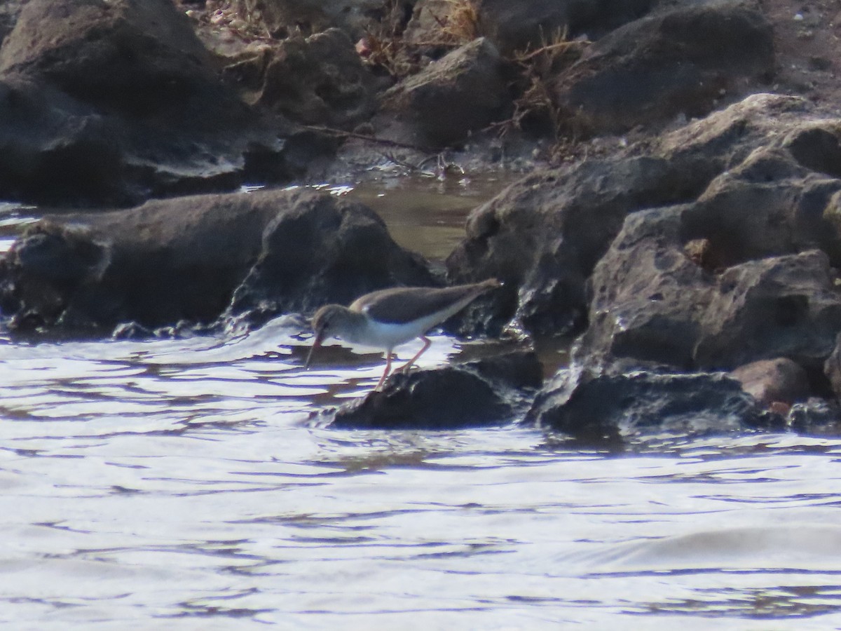 ביצנית נקודה - ML646155321